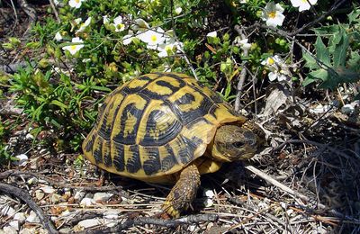 Tortue d'Hermann