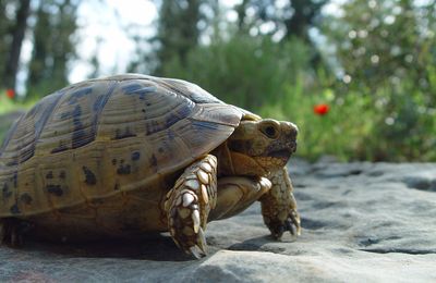 Tortue grecque