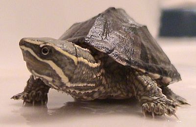 Tortue musquée