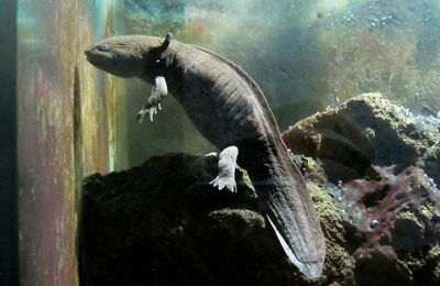 Axolotl