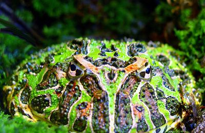 Grenouille Pacman