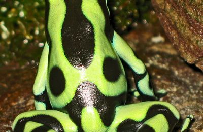 Dendrobate
