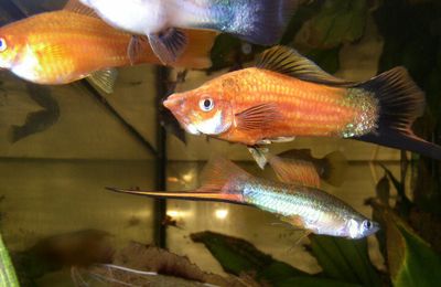 Xipho