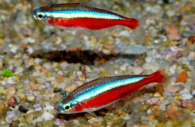 Cardinalis