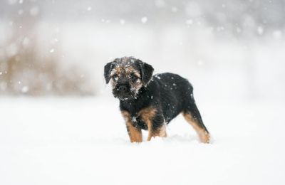 Border Terrier