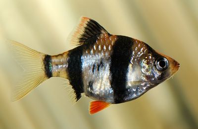 Barbus de Sumatra