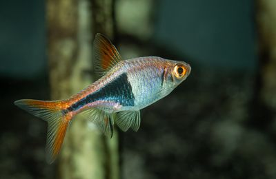 Rasbora arlequin