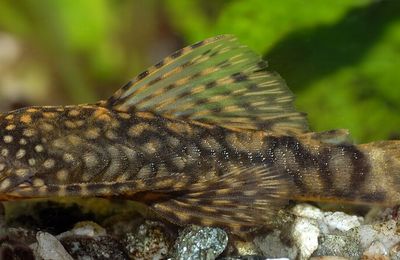 Ancistrus