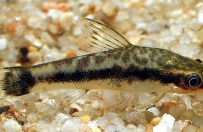 Otocinclus
