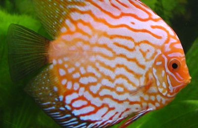 Discus