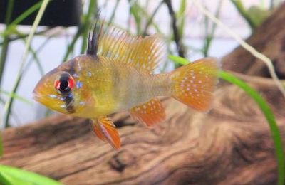 Ramirezi