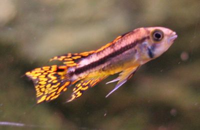 Apistogramma cacatoès
