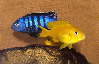 Cichlidé du Malawi