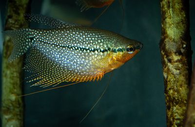 Gourami perlé