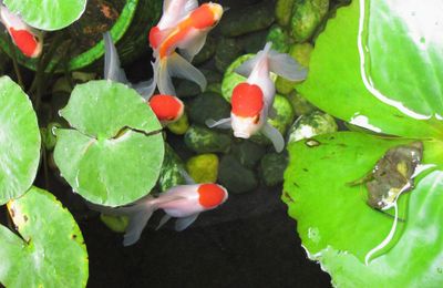 Poisson rouge Oranda