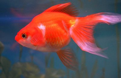 Poisson rouge Ryukin