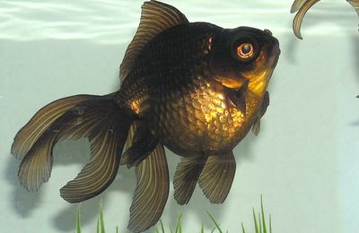 Poisson rouge Télescope