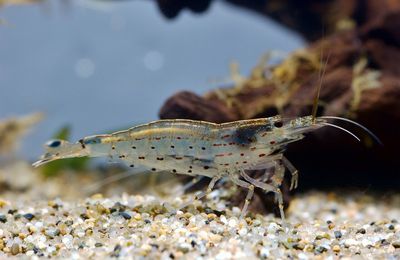 Crevette Amano