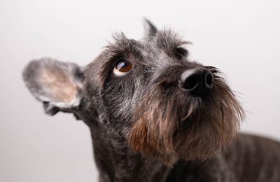 Schnauzer