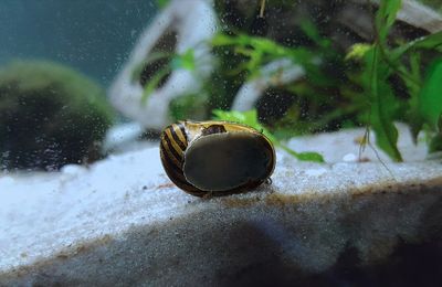 Escargot Neritina
