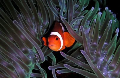 Poisson-clown