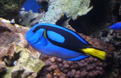 Chirurgien bleu