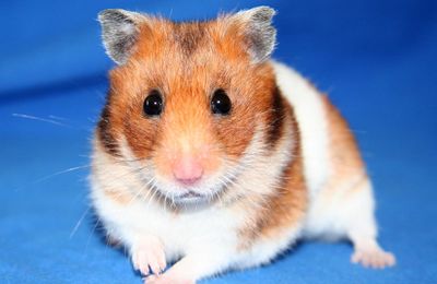 Hamster doré