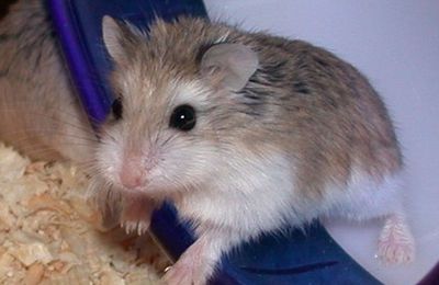 Hamster de Roborovski