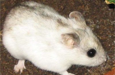 Hamster chinois