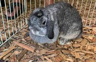 Lapin Nain Bélier