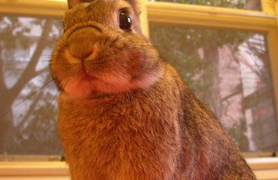 Lapin Nain Néerlandais