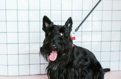 Scottish Terrier