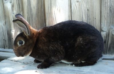 Lapin Rex