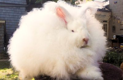 Lapin Angora