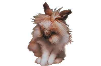 Lapin Tête de Lion