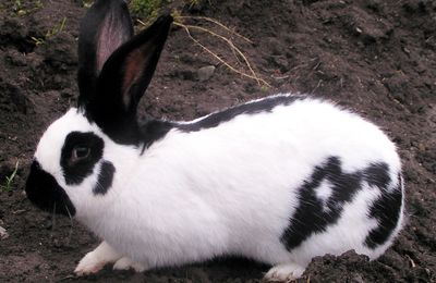 Lapin Papillon