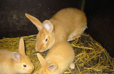 Lapin Fauve de Bourgogne