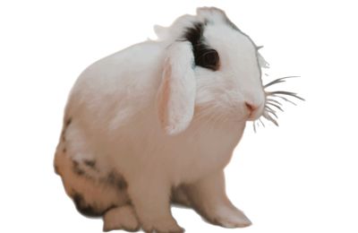 Lapin Bélier Français