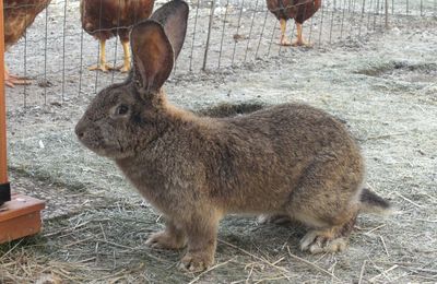 Lapin Géant des Flandres