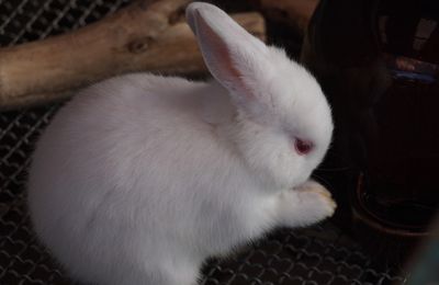 Lapin Hermine