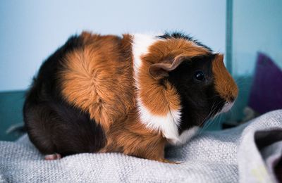 Cochon d'Inde Abyssin