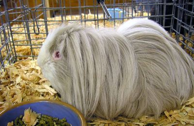 Cochon d'Inde Péruvien