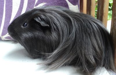 Cochon d'Inde Sheltie