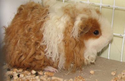 Cochon d'Inde Texel