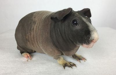 Cochon d'Inde Skinny