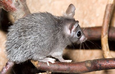 Souris épineuse
