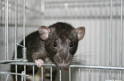 Rat Dumbo