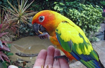 Conure soleil