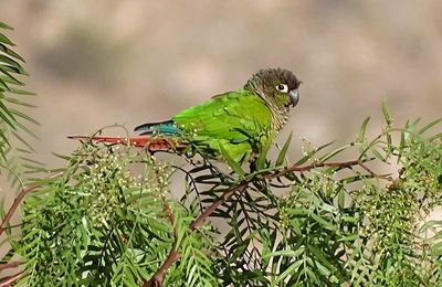 Conure de Molina