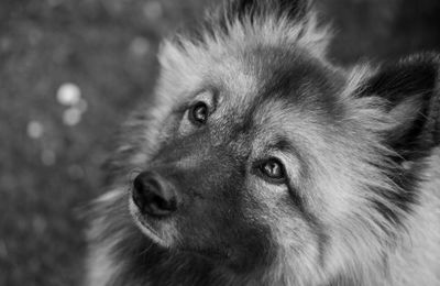 Spitz Allemand